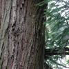 Jewels born from trees