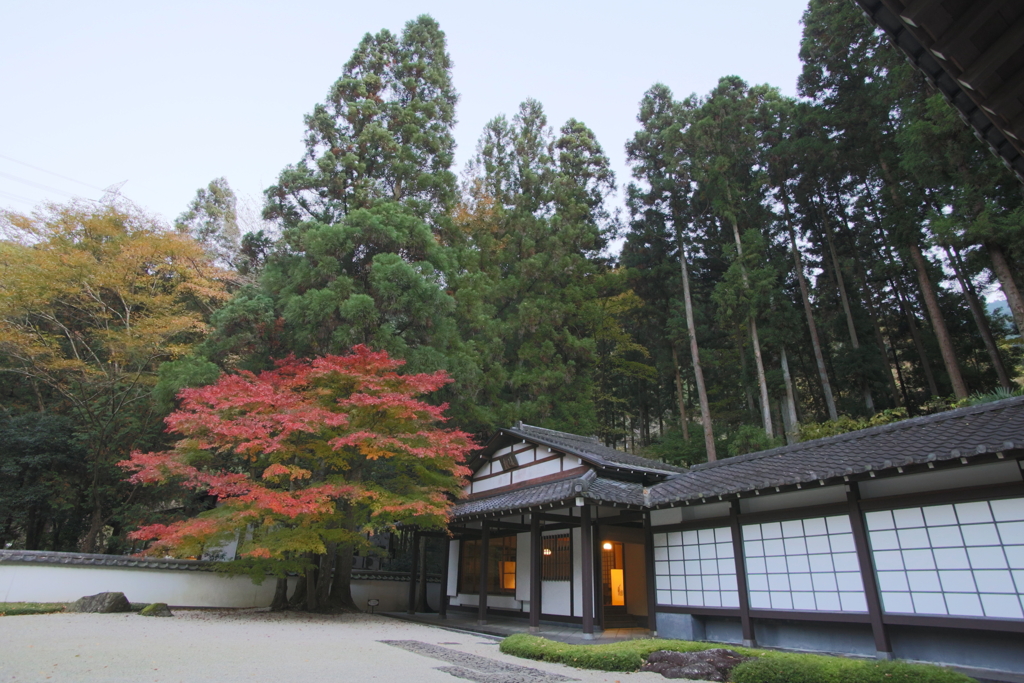 夕暮れ紅葉