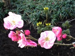 青梅 梅まつり4