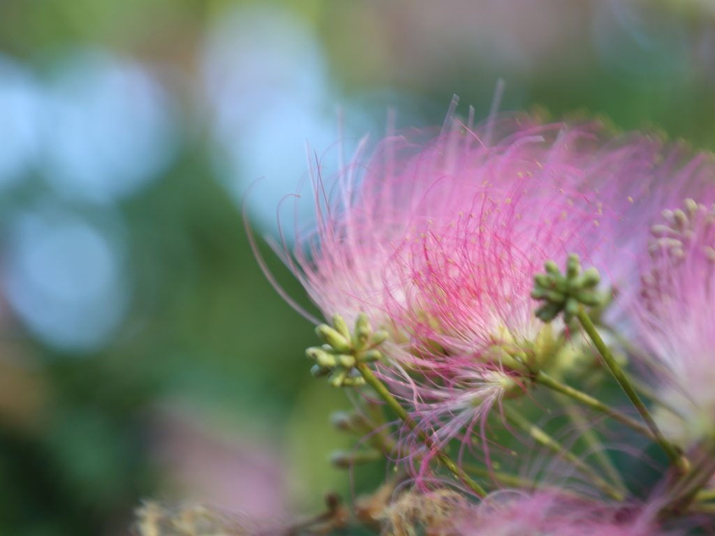 hitokukuri hana112-4