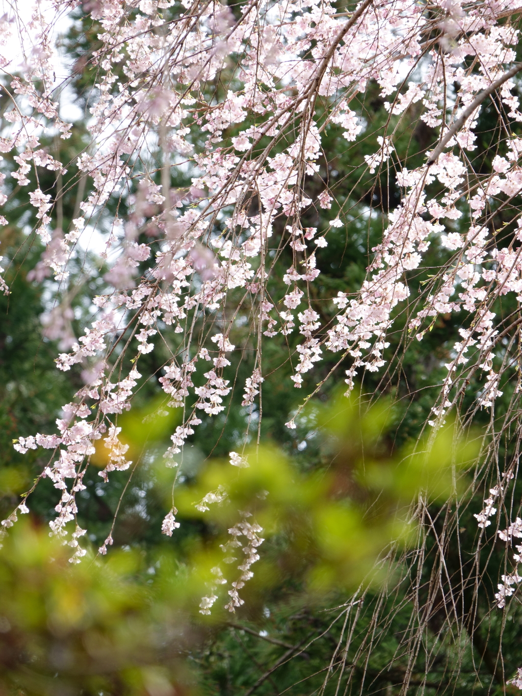 桜雨