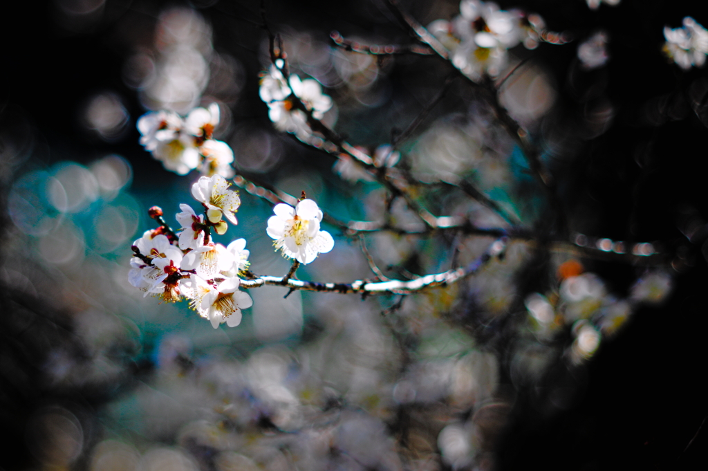 Indigo plum2