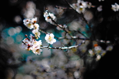 Indigo plum2