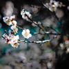 Indigo plum2