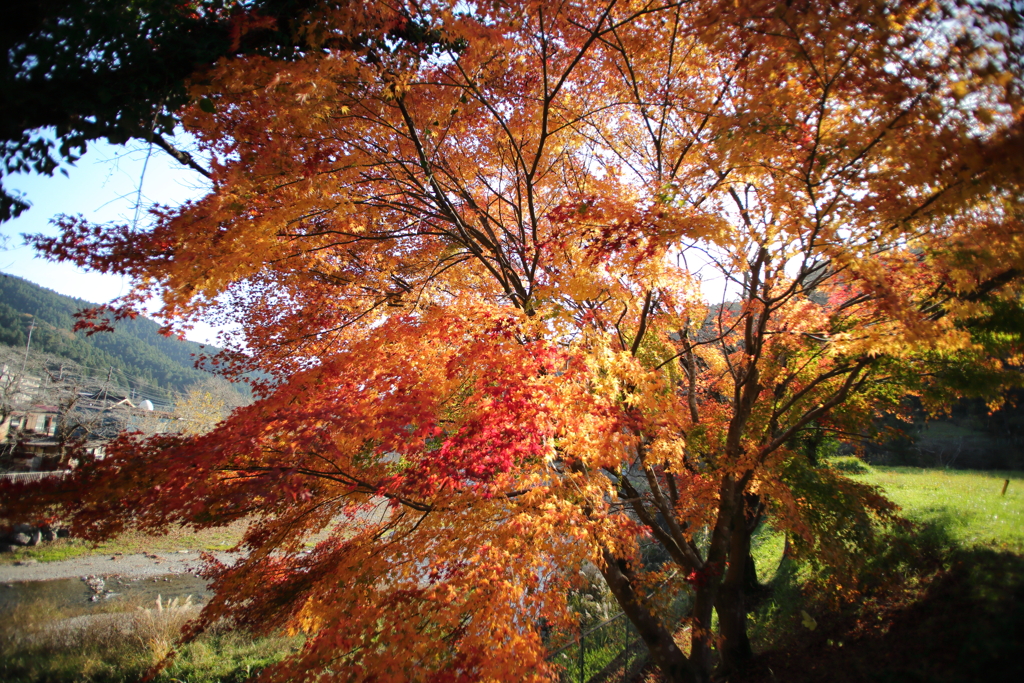 広角紅葉