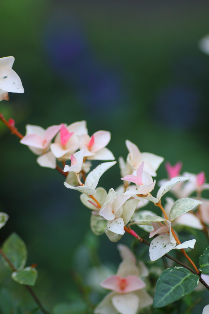 はなのようなは