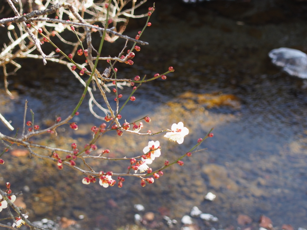 Plum blossom5