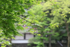 もみじのなにか