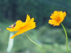 オレンジジュースまだありますか？