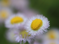 hitokukuri hana99 hitokukuri hana99