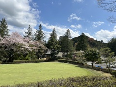 桜の下でパッティング