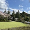 桜の下でパッティング