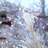 Candies