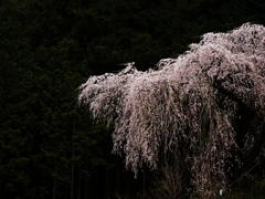 桜の時間3