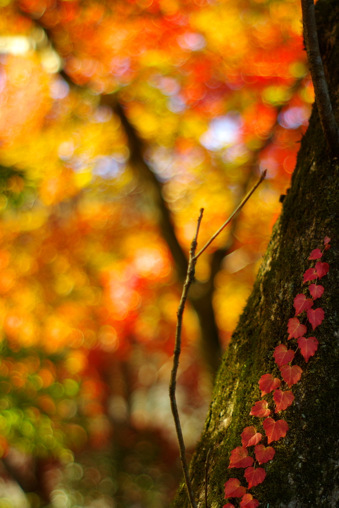 紅葉はもみじだけじゃない