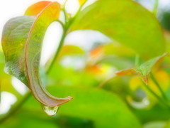 霧を集めた