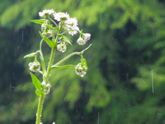 春雨紫菀