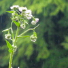 春雨紫菀