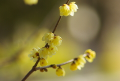 Wintersweet, out of sight