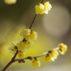 Wintersweet, out of sight
