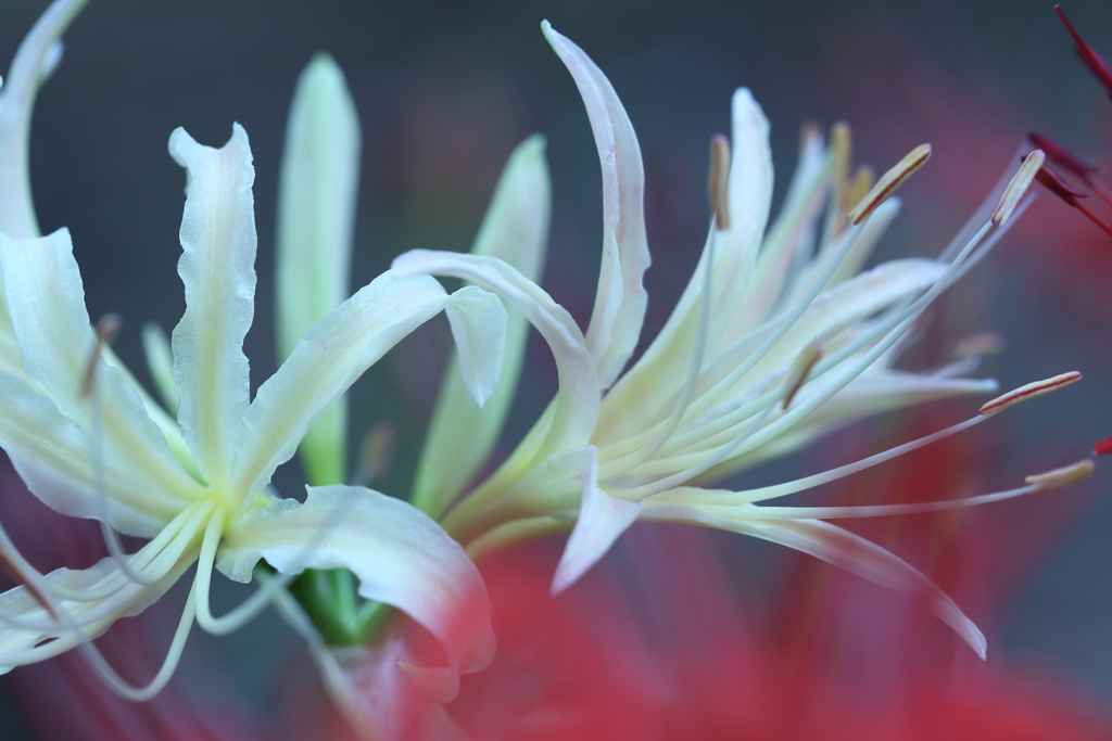 ユリみたいだけど...