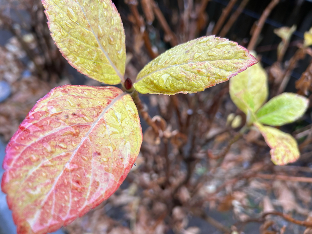 冬のあめあじさい（あめあじさい19）