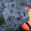 夕刻 桜の時間2