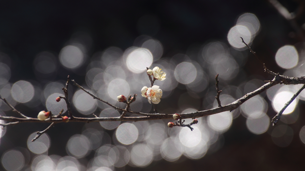 sicut via lactea