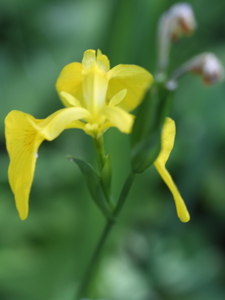 やさしいきもち1