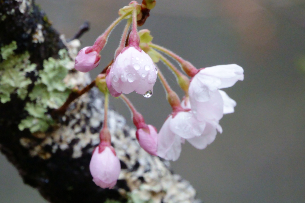 In un fiore4