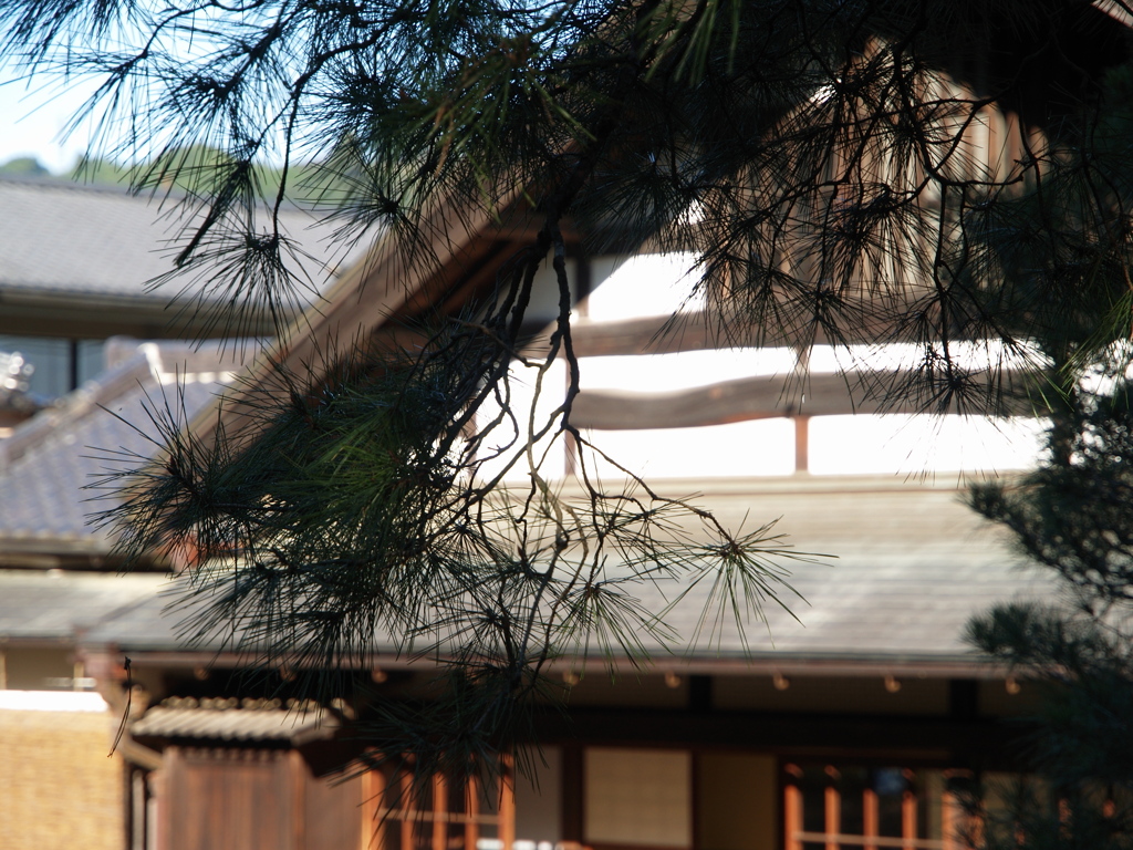 記念館の松