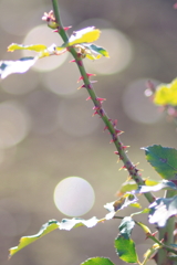 手のひらに乗せた