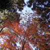 僕らのアイドル紅葉
