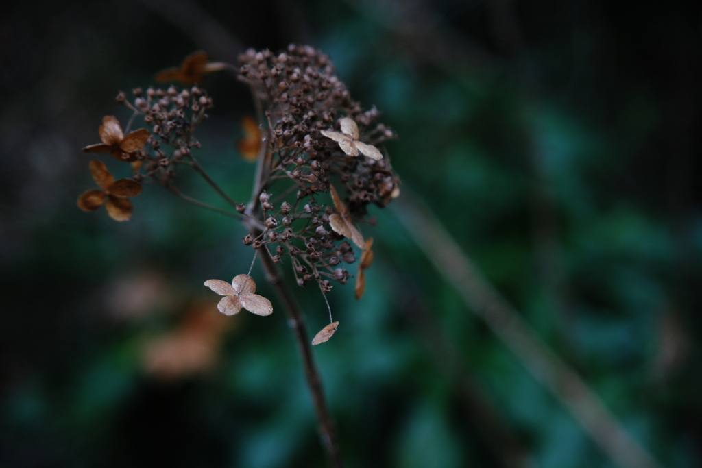 図らずもドライフラワー3