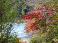 多摩川の紅葉