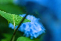 意表を突かれちゃった紫陽花2