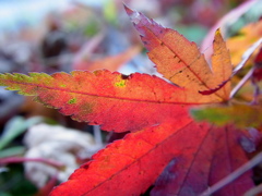 落ちたってまだ紅葉だい！