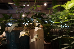 カフェ1