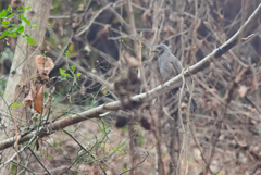 「野鳥」の隅っこに置かせて