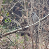 「野鳥」の隅っこに置かせて