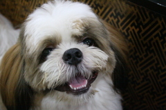 子犬の頃４