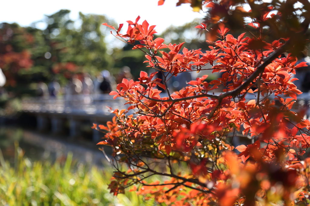 池を渡る橋　紅葉