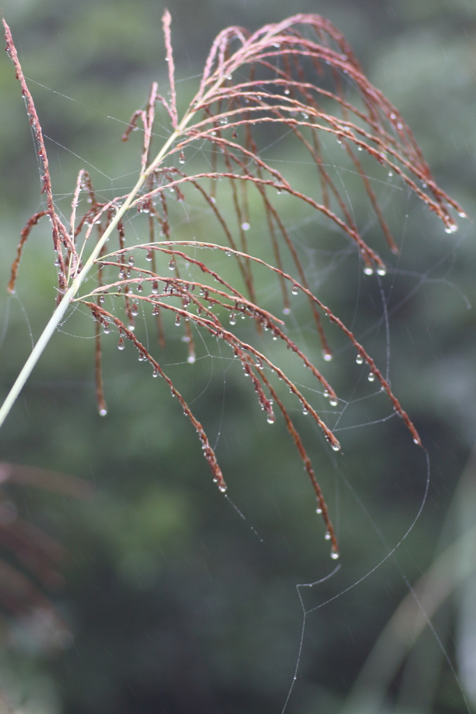 大きくしないで４