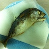 投稿800枚記念（勝手に）