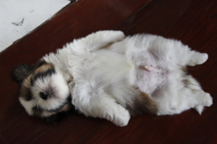 子犬の頃２