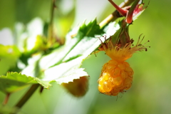 lovely orange color