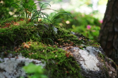 ひかげの緑