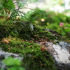 ひかげの緑