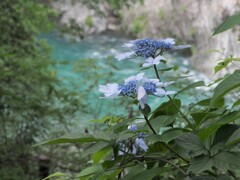 渓流紫陽花2