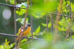 ほぼ初鳥撮